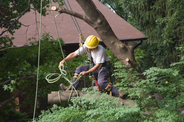 Best Tree Preservation Services  in Westhaven Moonstone, CA